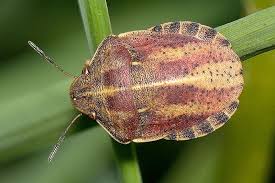 Attēlu rezultāti vaicājumam “Eurygaster testudinaria nymph”