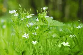 Attēlu rezultāti vaicājumam “Cerastium holosteoides leaf”