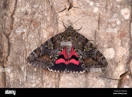 Attēlu rezultāti vaicājumam “Catocala sponsa”