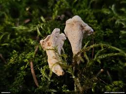 Attēlu rezultāti vaicājumam “Sistotrema confluens”