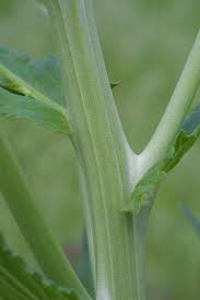 Image result for Verbascum blattaria