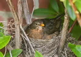 Attēlu rezultāti vaicājumam “Turdus viscivorus nest”