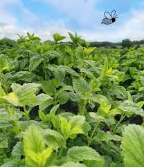 Image result for Melisse