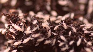 Attēlu rezultāti vaicājumam “Collembola”