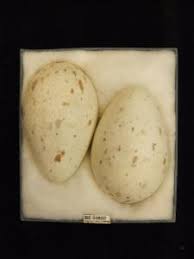 Attēlu rezultāti vaicājumam “Grus grus eggs”