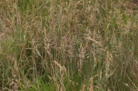 Attēlu rezultāti vaicājumam “Holcus lanatus  fruit”