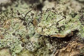 Attēlu rezultāti vaicājumam “Chaenotheca stemonea”