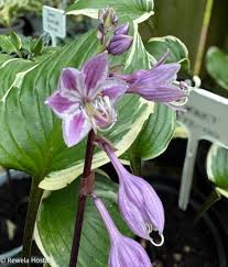 Attēlu rezultāti vaicājumam “Hosta sp.”