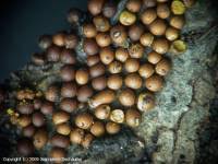 Attēlu rezultāti vaicājumam “Perichaena corticalis”