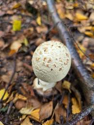 Attēlu rezultāti vaicājumam “Amanita strobiliformis”