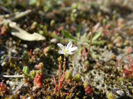Attēlu rezultāti vaicājumam “Sagina nodosa flower”