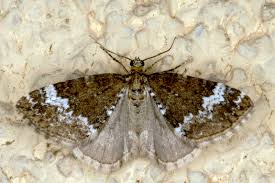 Attēlu rezultāti vaicājumam “Perizoma alchemilla”