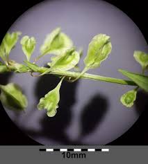 Attēlu rezultāti vaicājumam “Fallopia dumetorum fruit”