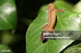 Attēlu rezultāti vaicājumam “Triturus vulgaris”