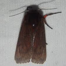 Attēlu rezultāti vaicājumam “Phragmatobia fuliginosa imago”