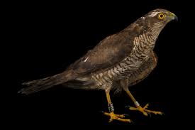 Attēlu rezultāti vaicājumam “Accipiter nisus”