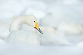 Image result for South Yorkshire Swans