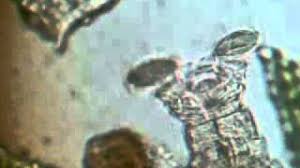 Attēlu rezultāti vaicājumam “Leskea polycarpa”