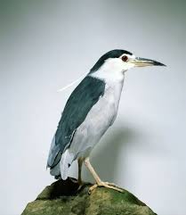 Attēlu rezultāti vaicājumam “Nycticorax nycticorax”