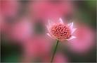 Flower Photo Tips