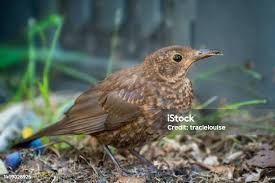 Attēlu rezultāti vaicājumam “Turdus merula juvenile”