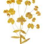 Attēlu rezultāti vaicājumam “Euphorbia virgata flower”