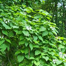 Attēlu rezultāti vaicājumam “Catalpa ovata fruit”