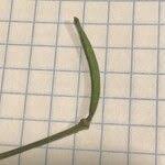 Attēlu rezultāti vaicājumam “Diplotaxis muralis fruit”