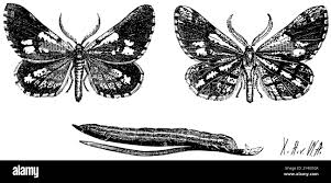 Attēlu rezultāti vaicājumam “Bupalus piniaria male”