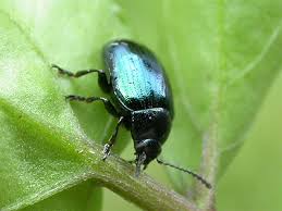 Attēlu rezultāti vaicājumam “Phaedon cochleariae”