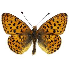 Attēlu rezultāti vaicājumam “Clossiana euphrosyne”