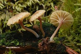 Attēlu rezultāti vaicājumam “Lichenomphalia umbellifera”