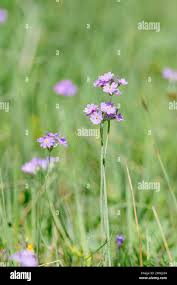 Attēlu rezultāti vaicājumam “Primula farinosa”