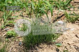 Attēlu rezultāti vaicājumam “Equisetum variegatum”