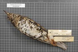 Image result for Zoothera dauma