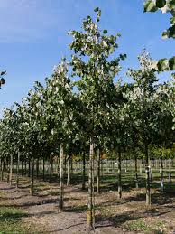 Attēlu rezultāti vaicājumam “Tilia tomentosa”