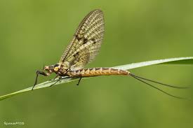 Attēlu rezultāti vaicājumam “Ephemera vulgata”