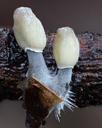 Attēlu rezultāti vaicājumam “Mycena filopes”