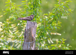 Attēlu rezultāti vaicājumam “Caprimulgus europaeus adult”