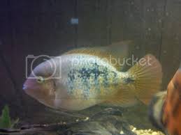 Attēlu rezultāti vaicājumam “Xysticus bifasciatus female”