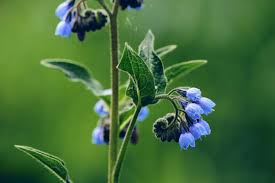 Attēlu rezultāti vaicājumam “Symphytum asperum flower”