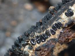 Attēlu rezultāti vaicājumam “Anthostoma decipiens”