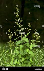 Attēlu rezultāti vaicājumam “Scrophularia umbrosa flower”