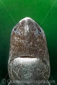 Image result for Somniosus microcephalus