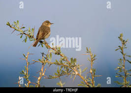 Attēlu rezultāti vaicājumam “Hippolais caligata adult”