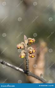 Attēlu rezultāti vaicājumam “Hamamelis japonica bud”