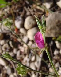 Attēlu rezultāti vaicājumam “Onobrychis arenaria bud”