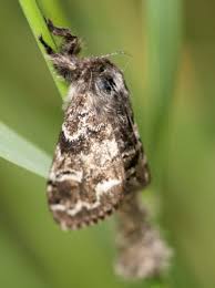 Attēlu rezultāti vaicājumam “Gynaephora selenitica”