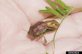 Attēlu rezultāti vaicājumam “Eurygaster testudinaria imago”