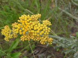 Attēlu rezultāti vaicājumam “Helichrysum arenarium flower”